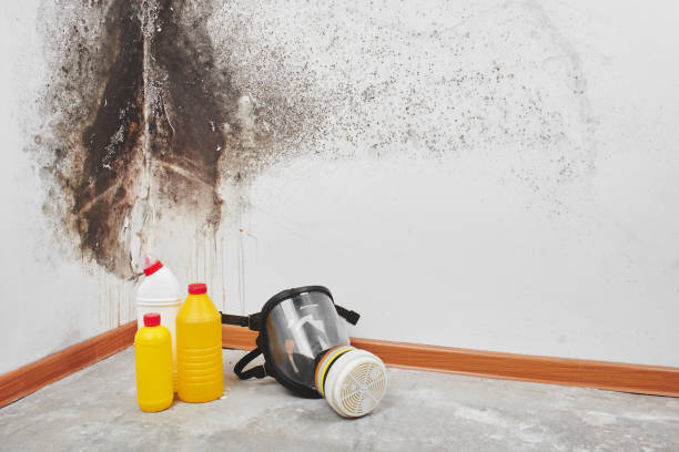 Mold Odor Removal Services