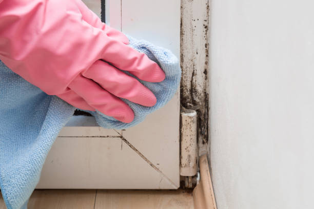 Best Mold Remediation for Healthcare Facilities  in Carrizo Hill, TX